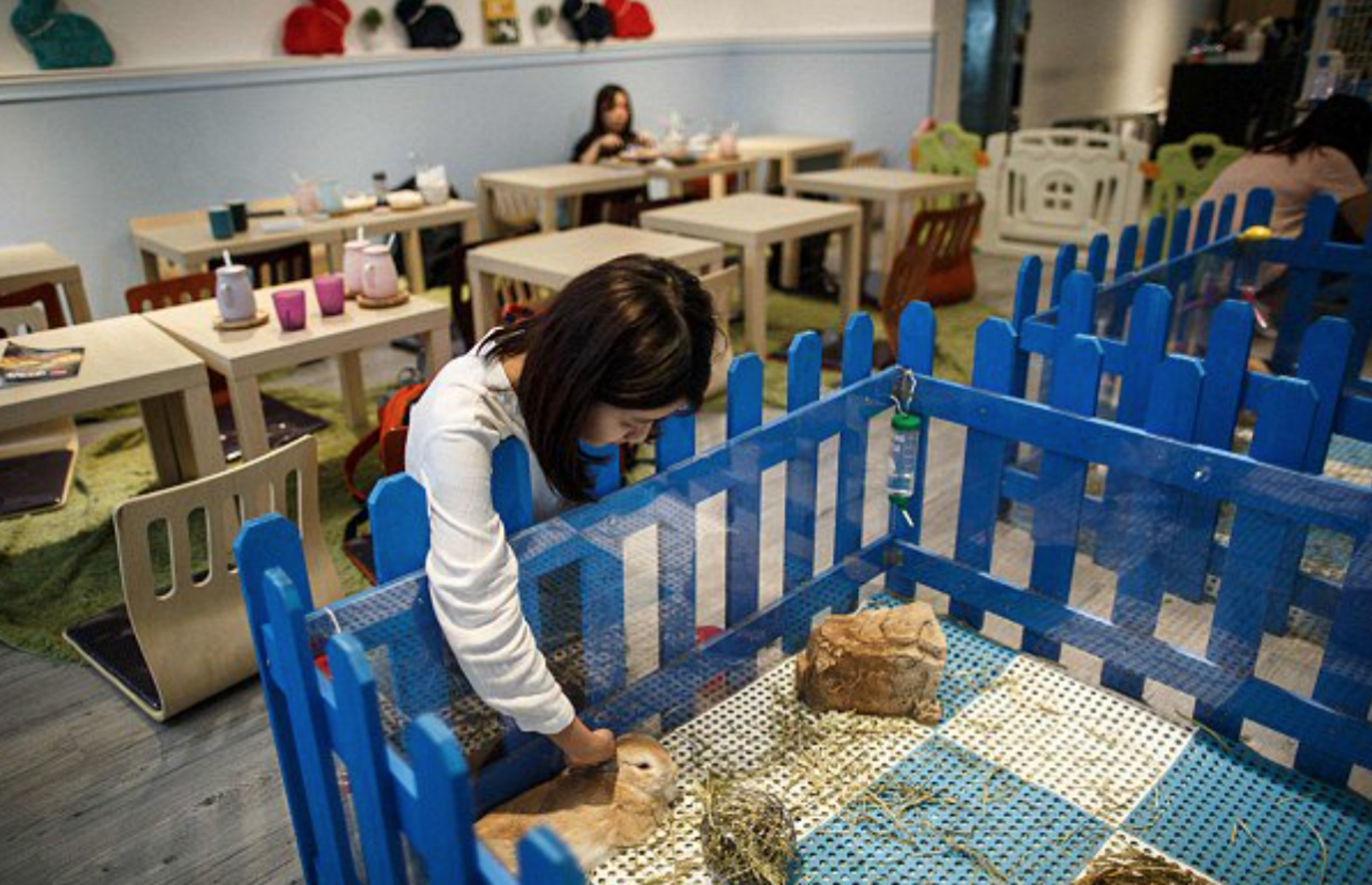 Rabbitland, Hong Kong